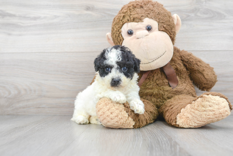 Friendly Poochon Baby