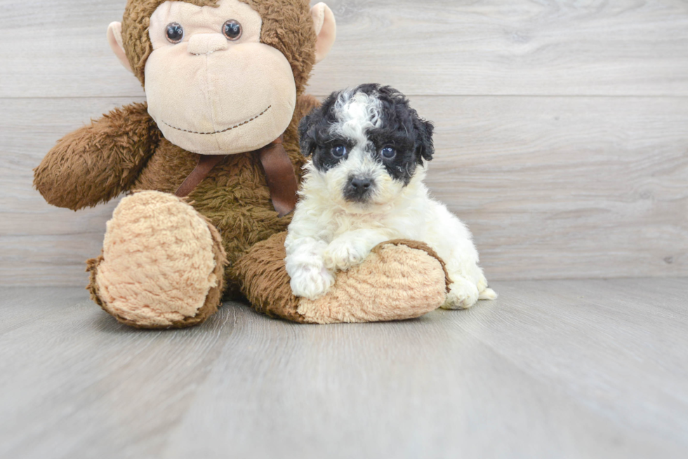 Little Bichpoo Poodle Mix Puppy