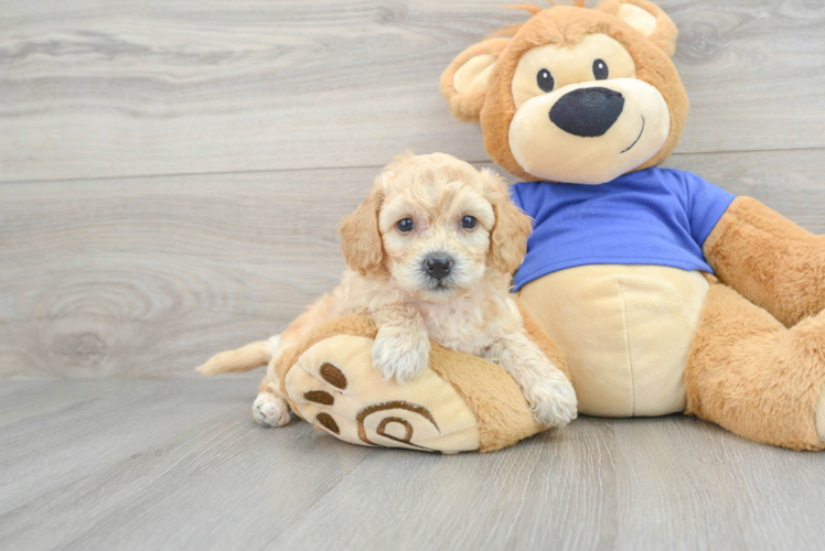 Poochon Puppy for Adoption