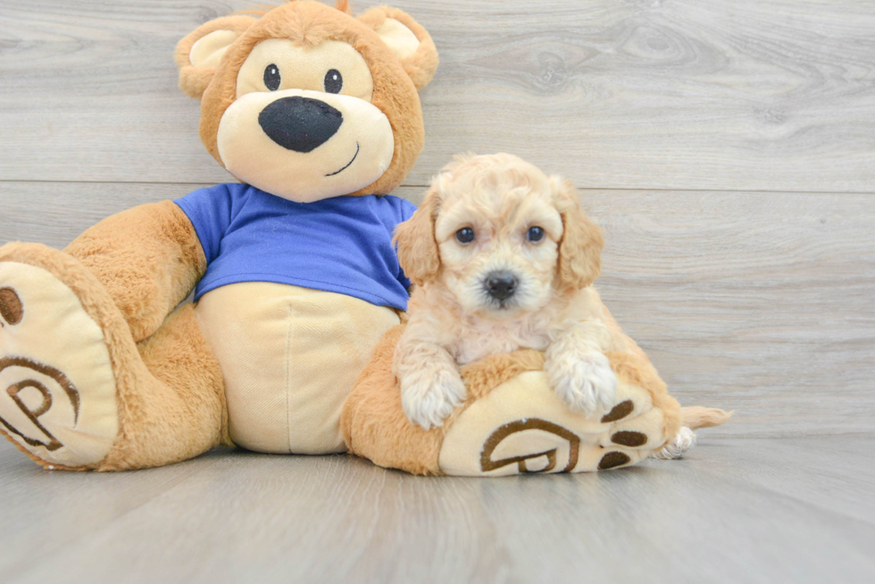 Popular Poochon Poodle Mix Pup