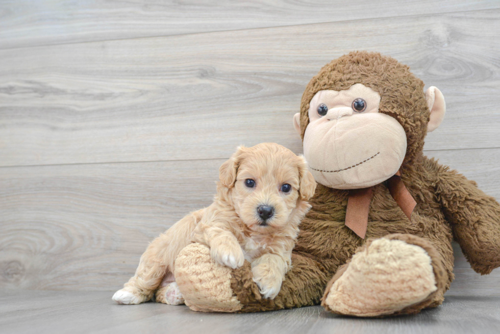 Fluffy Poochon Poodle Mix Pup