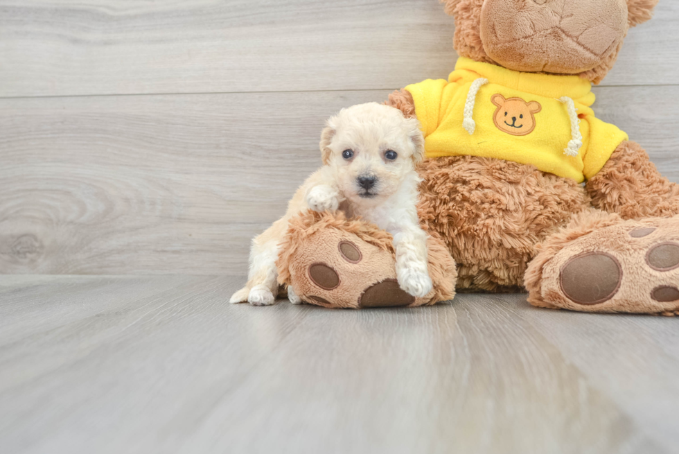 Hypoallergenic Bichpoo Poodle Mix Puppy