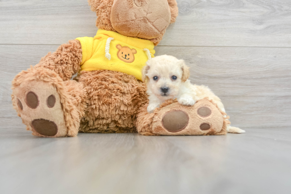 Little Bichpoo Poodle Mix Puppy