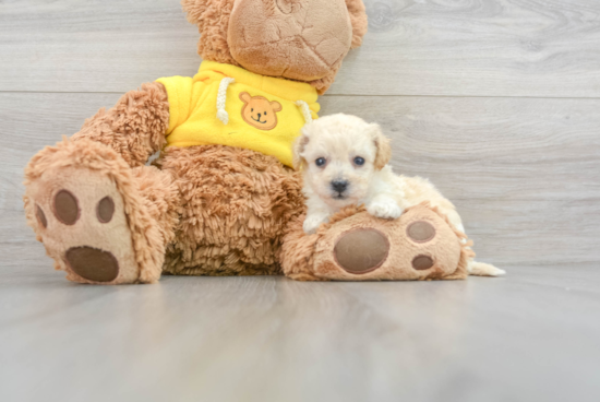 Little Bichpoo Poodle Mix Puppy