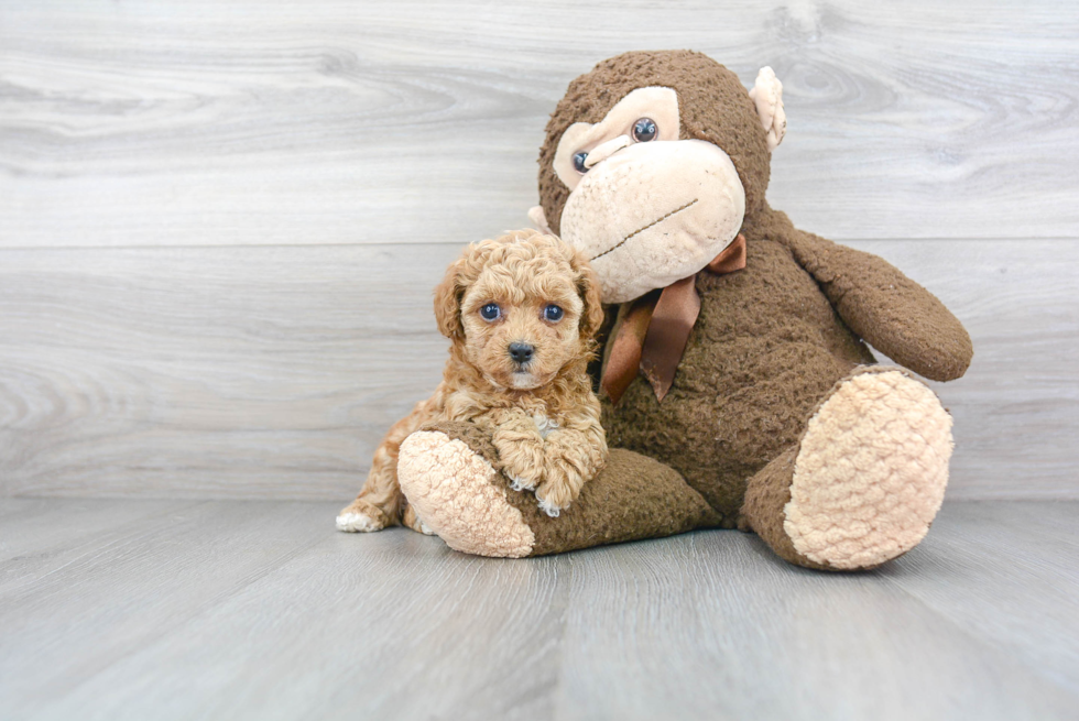 Playful Bichpoo Poodle Mix Puppy