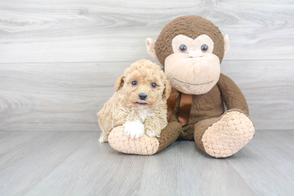 Fluffy Poochon Poodle Mix Pup