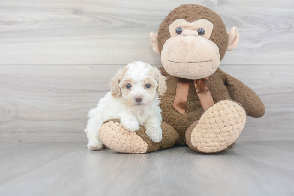 Funny Poochon Poodle Mix Pup