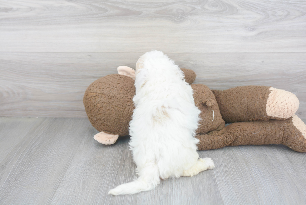 Poochon Pup Being Cute