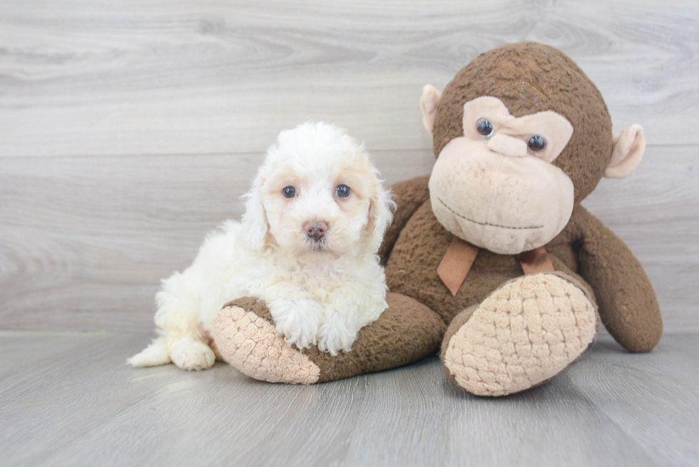 Small Poochon Baby