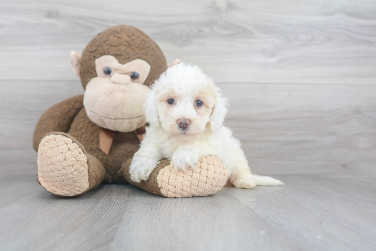 Poochon Puppy for Adoption