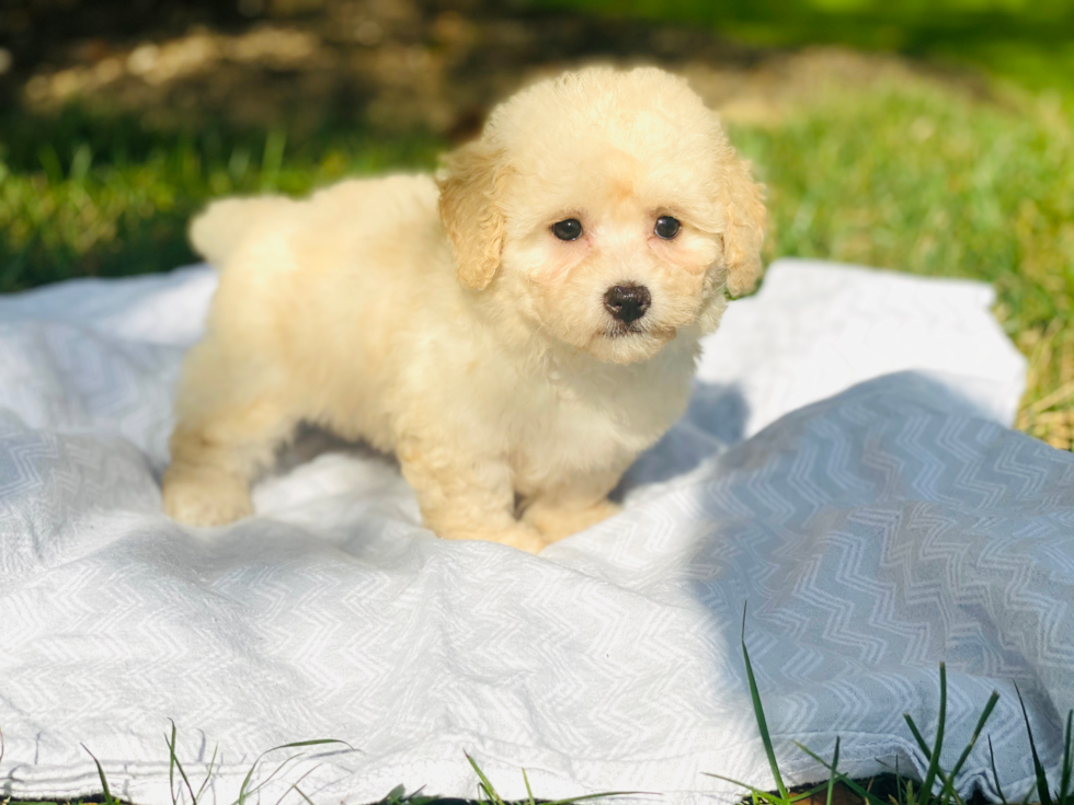 Hypoallergenic Bichpoo Poodle Mix Puppy