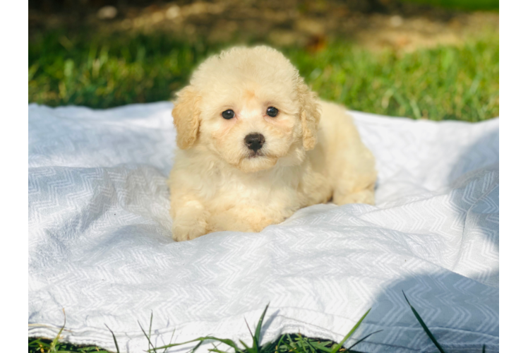 Poochon Pup Being Cute