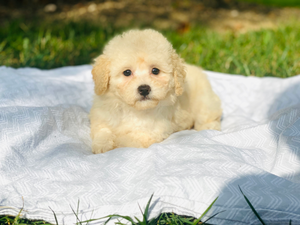 Poochon Pup Being Cute
