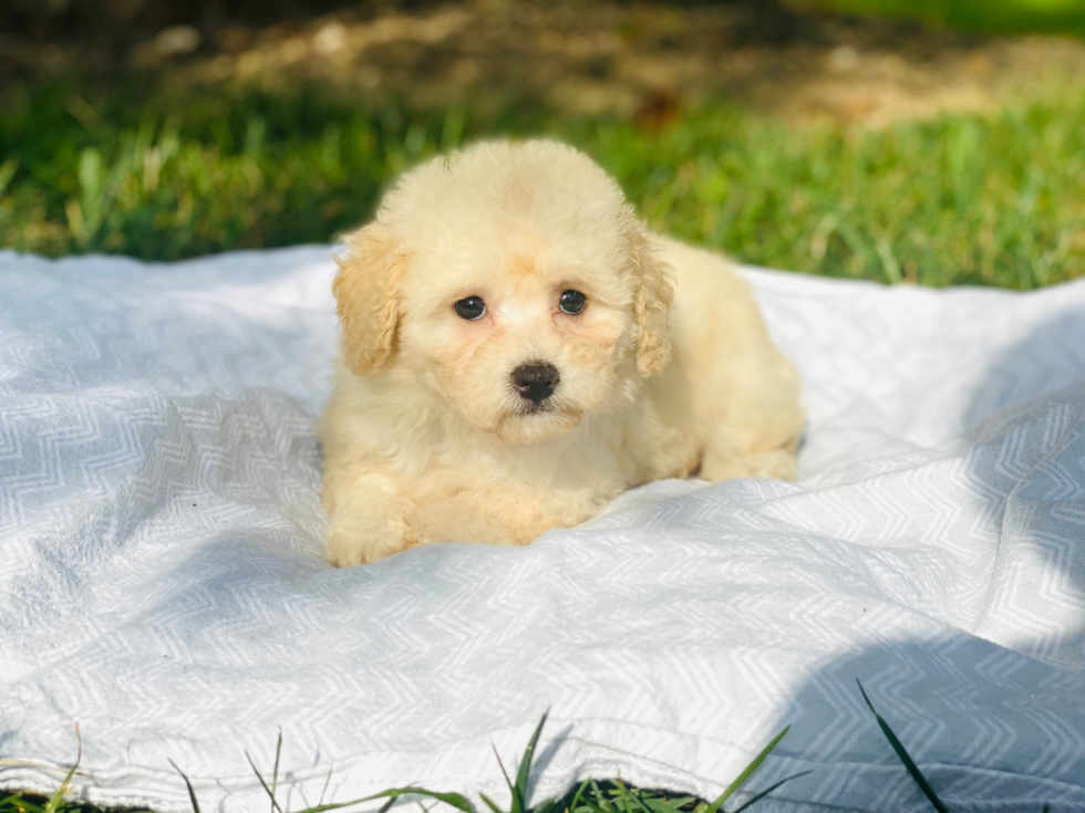 Poochon Pup Being Cute