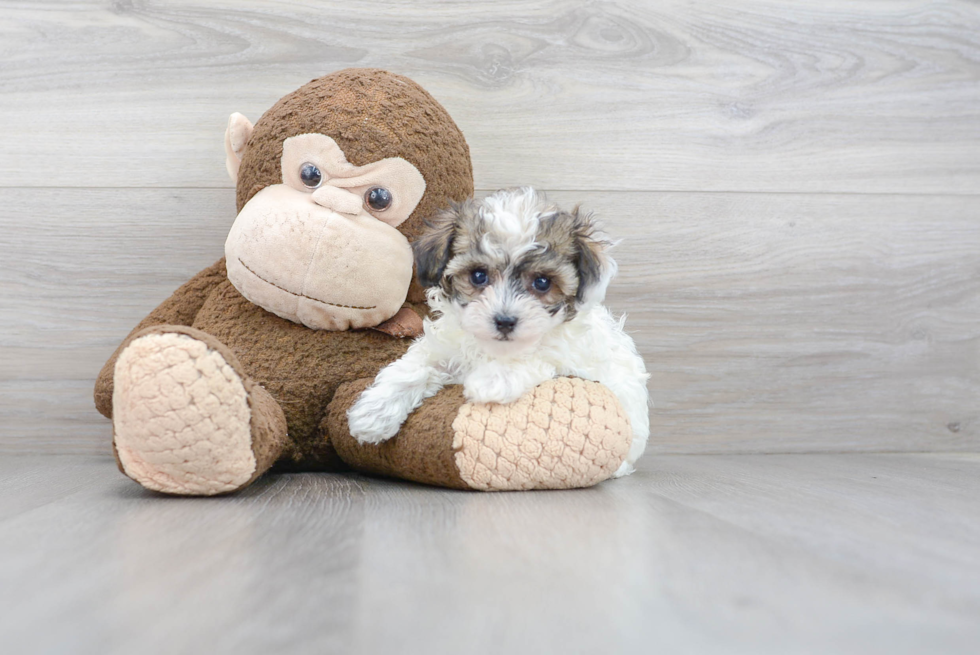 Poochon Pup Being Cute