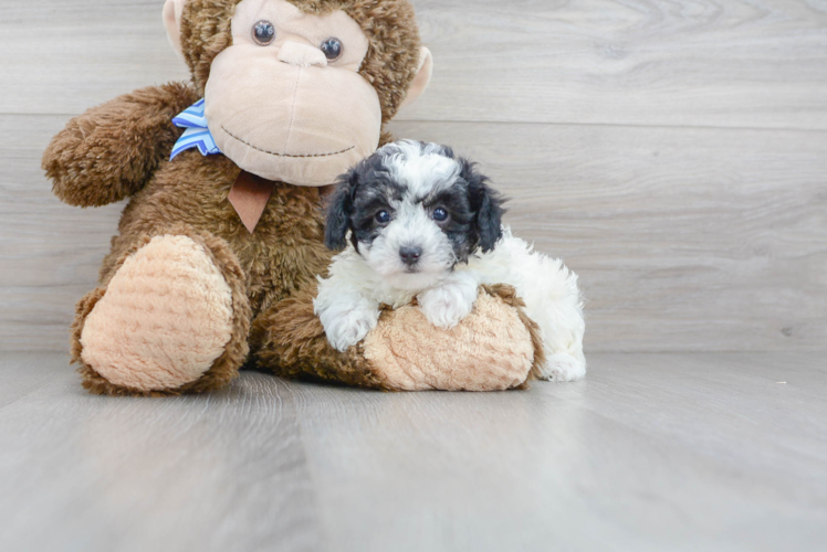 Poochon Pup Being Cute