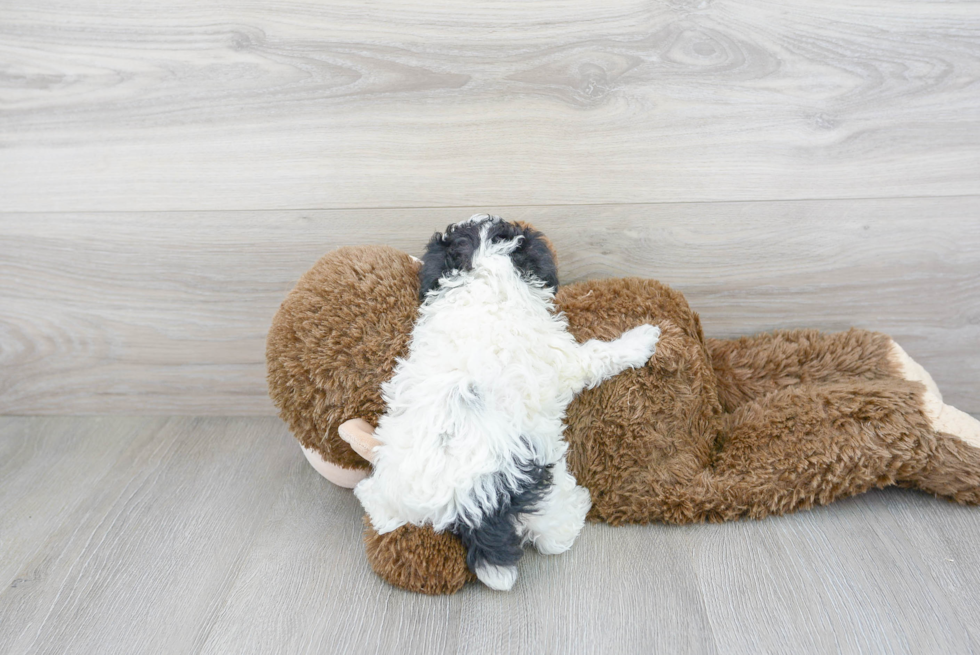 Funny Poochon Poodle Mix Pup