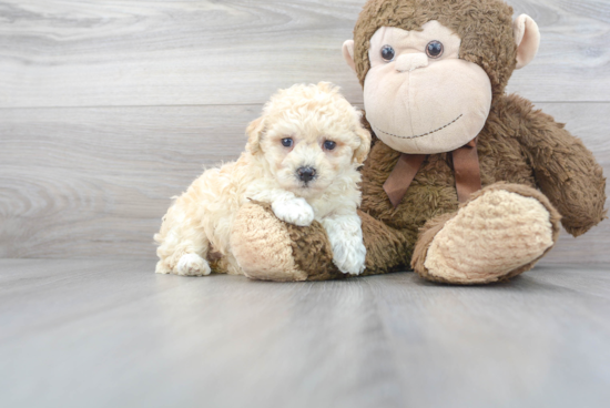 Poochon Pup Being Cute