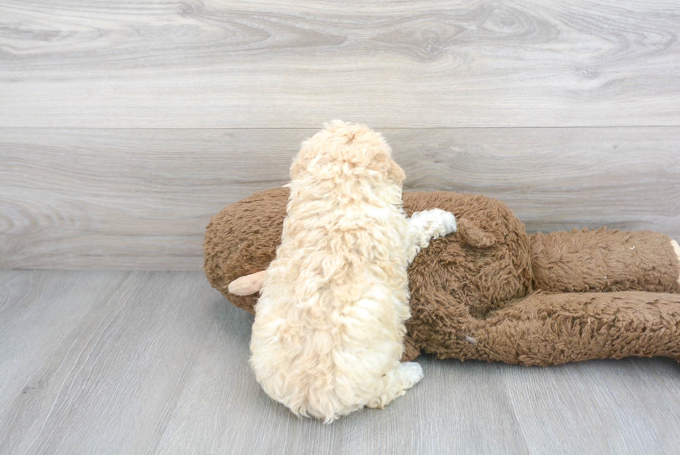 Energetic Bichpoo Poodle Mix Puppy