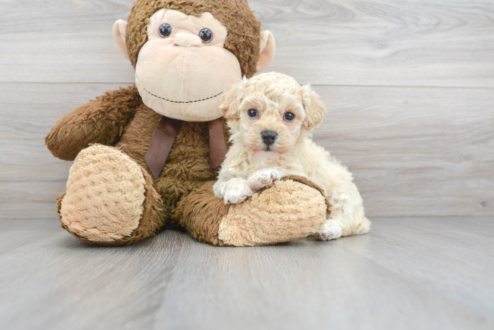 Poochon Pup Being Cute