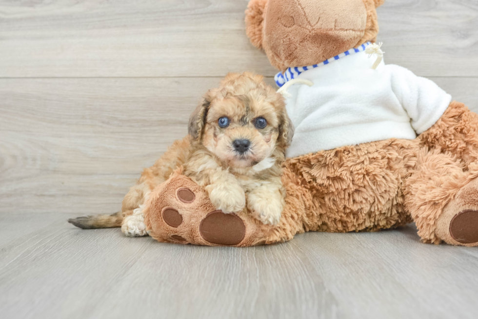 Sweet Poochon Baby