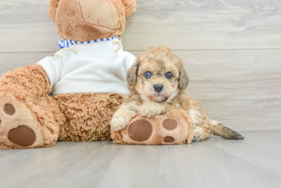 Best Poochon Baby