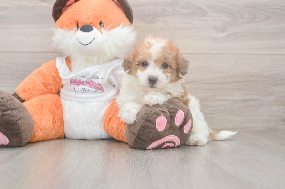 5 week old Poochon Puppy For Sale - Premier Pups