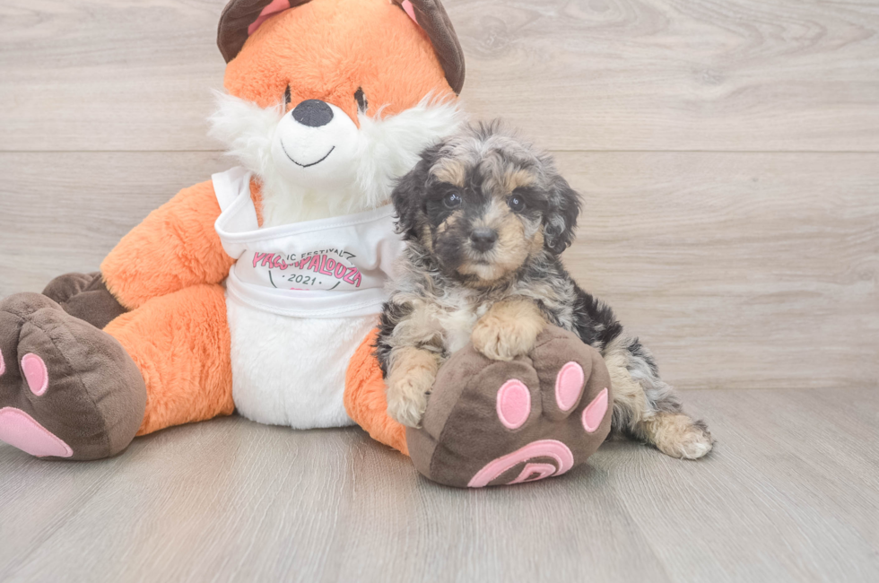 5 week old Poochon Puppy For Sale - Premier Pups