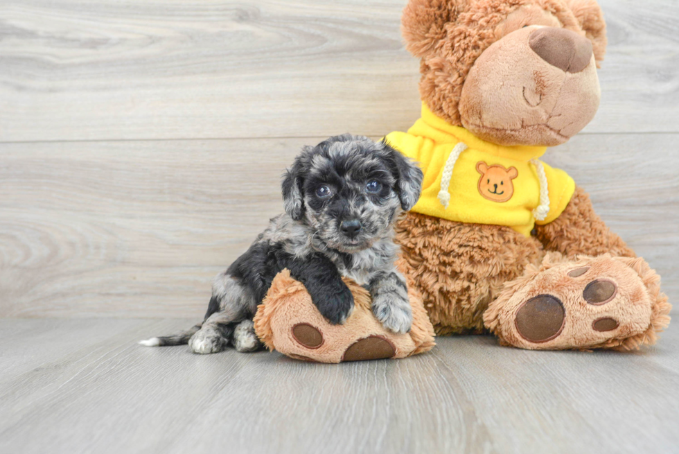 Best Poochon Baby