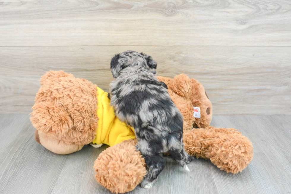 Popular Poochon Poodle Mix Pup