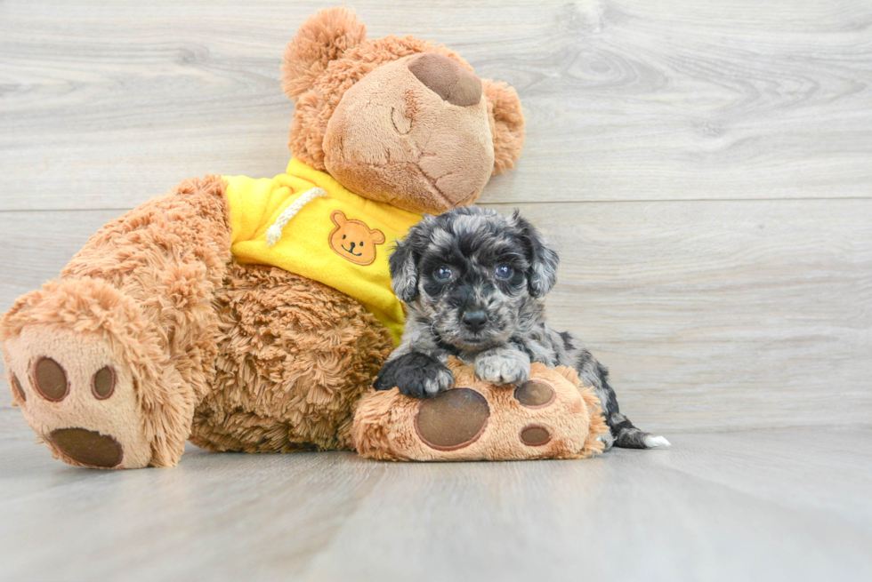 Funny Poochon Poodle Mix Pup
