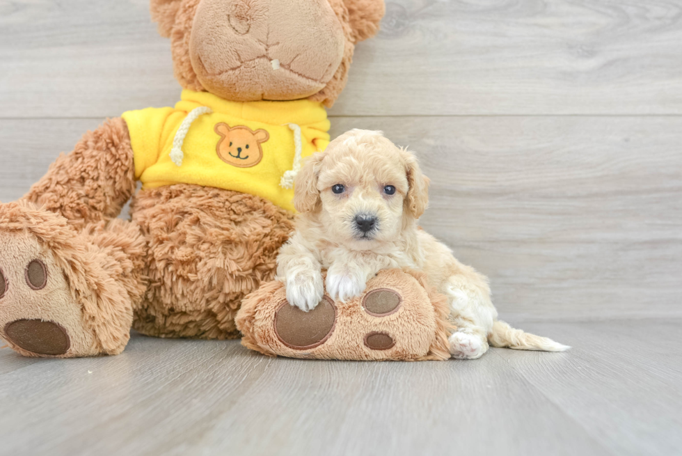 Petite Poochon Poodle Mix Pup