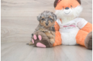 Poochon Puppy for Adoption