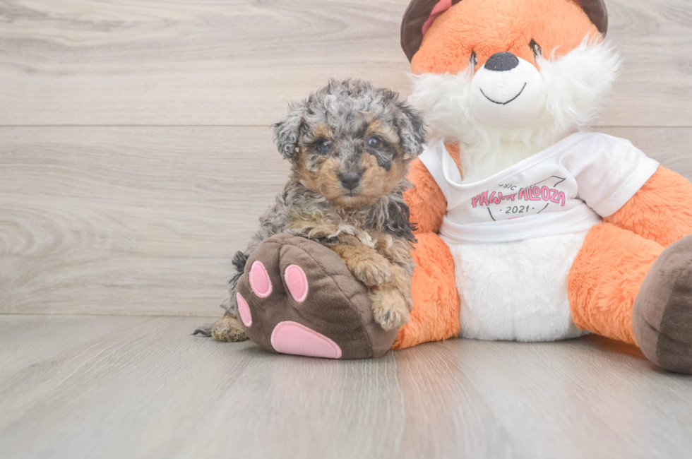 5 week old Poochon Puppy For Sale - Premier Pups