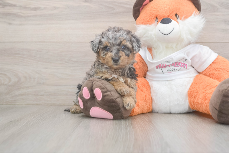 Meet Diane - our Poochon Puppy Photo  1/3 - Premier Pups Poochon Puppy for Adoption