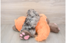 Poochon Puppy for Adoption