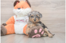 Best Poochon Baby
