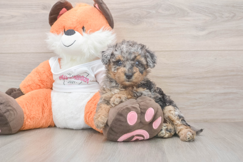Best Poochon Baby