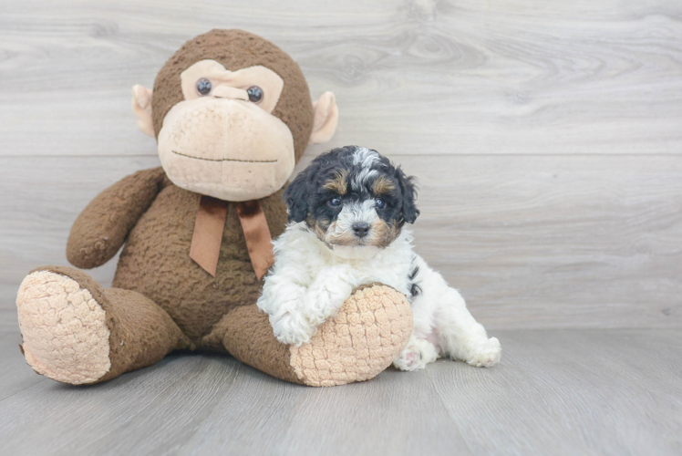 Funny Poochon Poodle Mix Pup