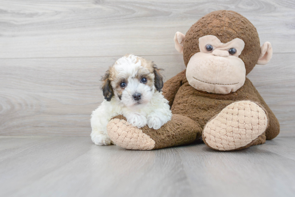 Poochon Pup Being Cute