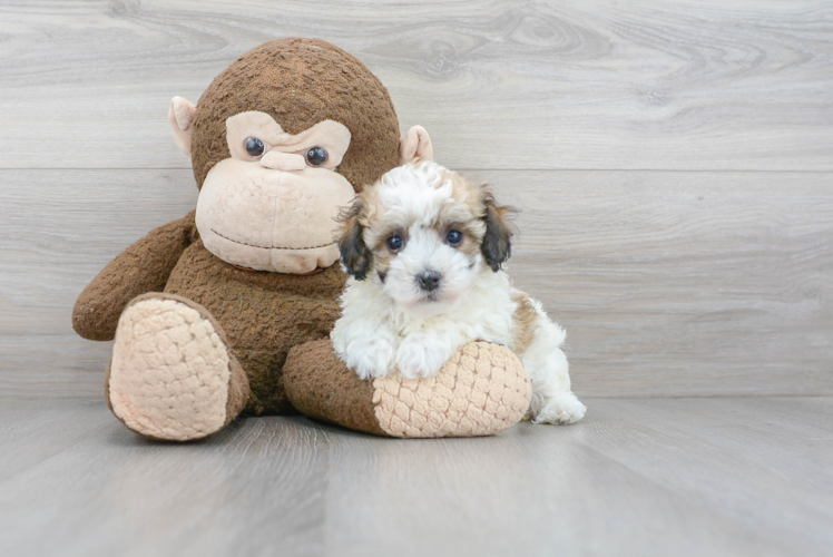 Friendly Poochon Baby