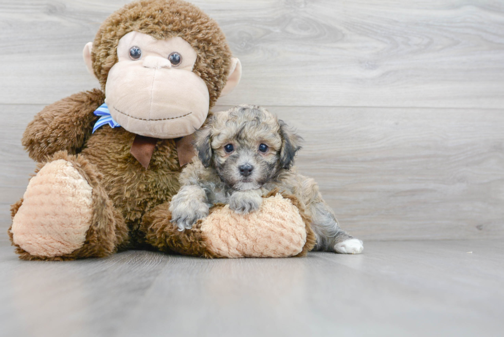 Friendly Poochon Baby