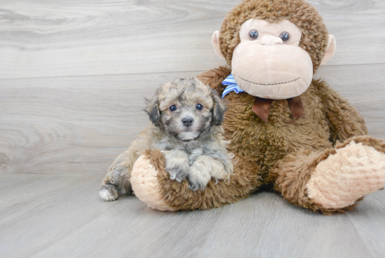 Petite Poochon Poodle Mix Pup