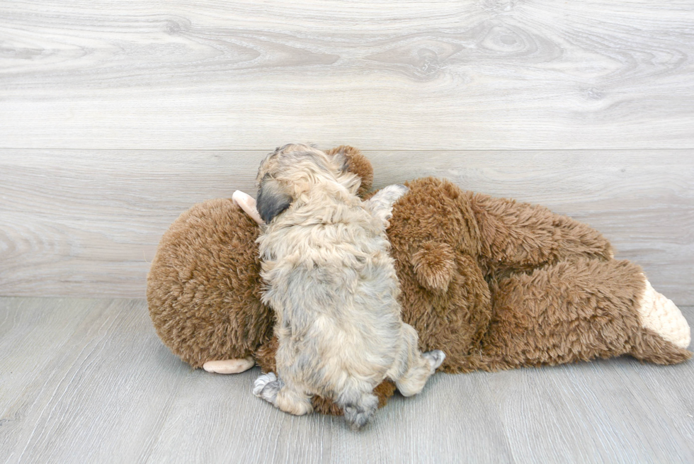 Energetic Bichpoo Poodle Mix Puppy