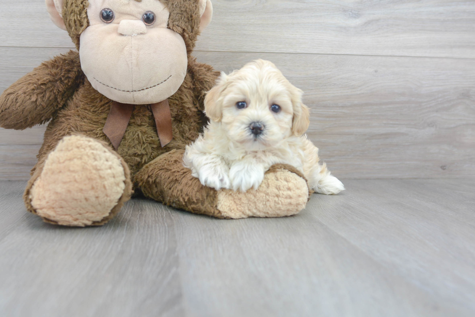 Funny Poochon Poodle Mix Pup