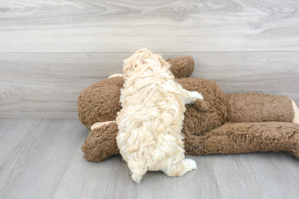 Fluffy Poochon Poodle Mix Pup