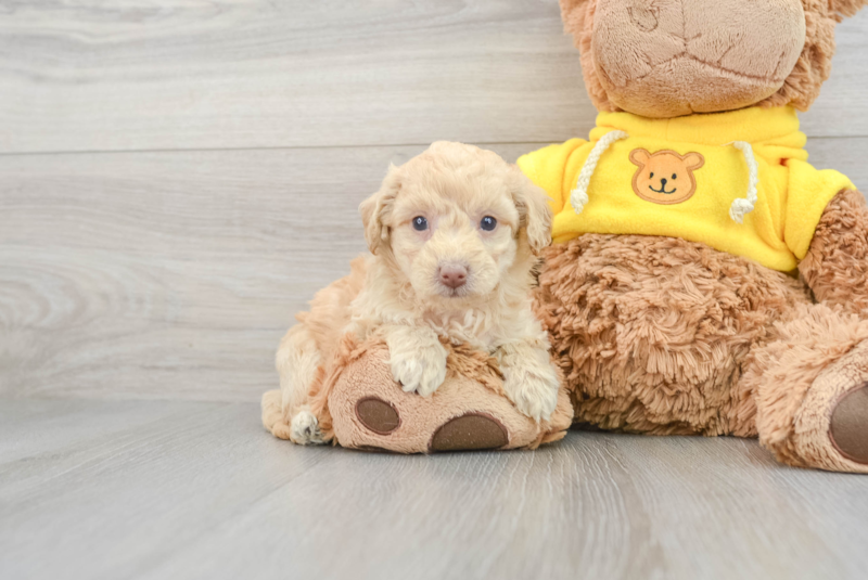 Meet Easton - our Poochon Puppy Photo 1/3 - Premier Pups