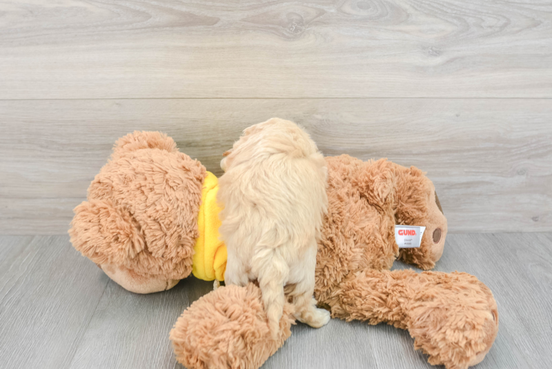 Meet Easton - our Poochon Puppy Photo 2/3 - Premier Pups