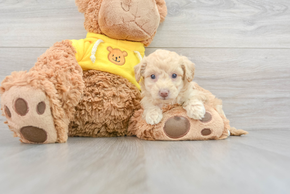 Energetic Bichpoo Poodle Mix Puppy