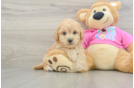 Playful Bichpoo Poodle Mix Puppy